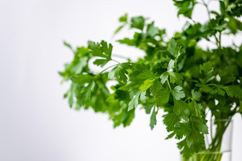 Herb Garden How-Tos