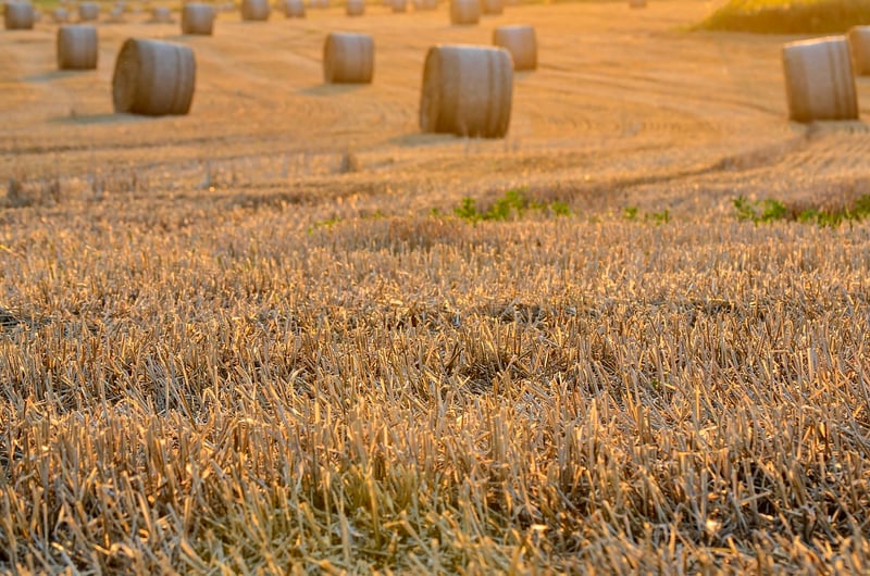 Summer Harvest Tips