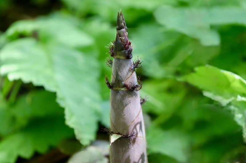 Vertical Gardening Tips