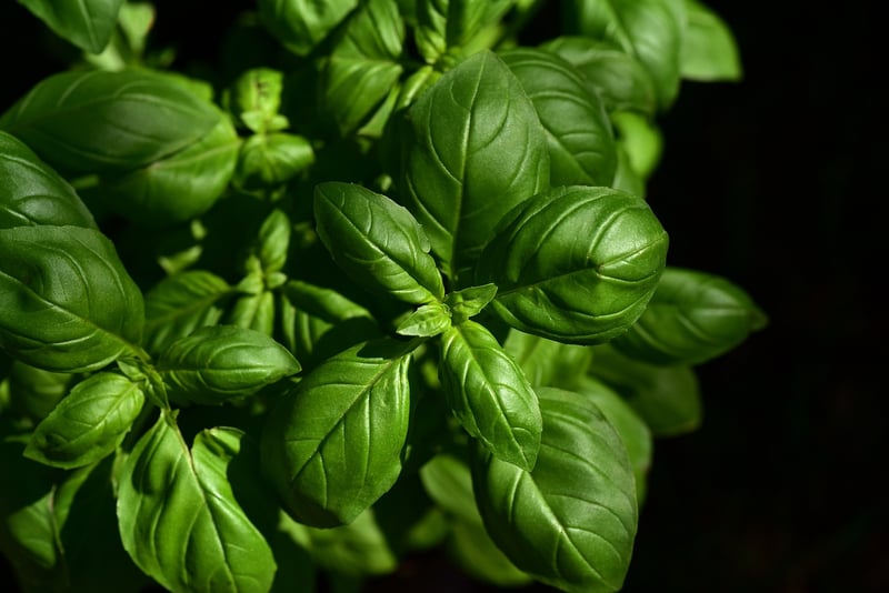 Indoor Herb Garden