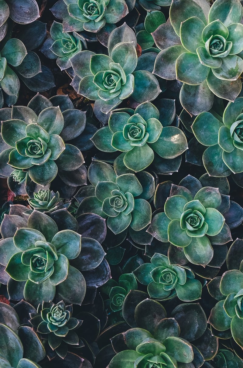 Terrarium Building Workshop